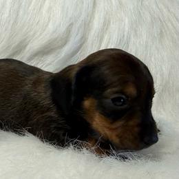Girl 2 - Sable female Dachshund puppy in Montrose, Michigan from Livy’s Doodles