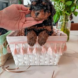 Bernedoodle, Cavapoo, Cavapoochon, Goldendoodle, Poodle, and Yorkipoo Puppies from Anchor Dogs