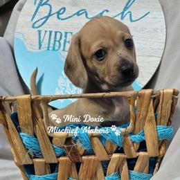Kanga - Dapple female Dachshund puppy in Leesburg, Florida from Mini Doxie Mischief Makers