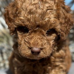 Aden - Red  Poodle puppy in New Jersey from Lavishly Loved Pets LLC