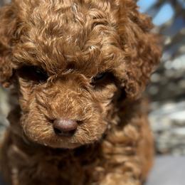 Aden - Red  Poodle puppy in New Jersey from Lavishly Loved Pets LLC