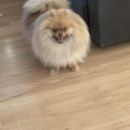 Aurora - Pomeranian