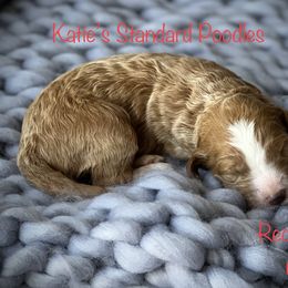 Poodle Puppies from Katie’s Standard Poodles