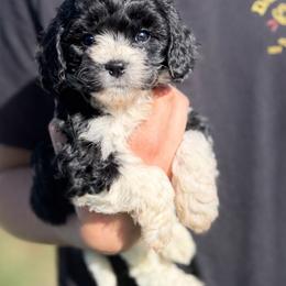 Carl - Black and white male Cavapoo puppy in Roseville, California from Lipscomb Doodles