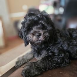 Paddington - Black male Cavapoo puppy in Auburn, California from Gold Country Doodles