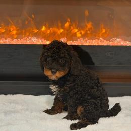 Kol - Phantom male Poodle puppy in Davie, Florida from Dave Poodles