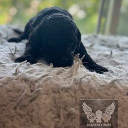 BlueBell - Black female Goldendoodle puppy in Duluth, Minnesota from heavenly Pups kennel