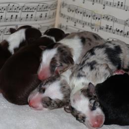 Border Collie puppies from Sandhill Ranch Border Collies