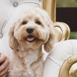 Jett - Cockapoo