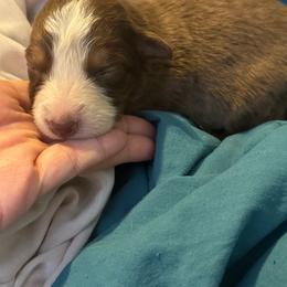 Beth - Red tri-color female Australian Shepherd puppy in Four Oaks, North Carolina from RoseWest Farms