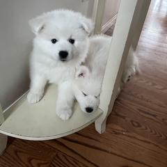 American Eskimo Dog Puppies from Northland Sky Eskies