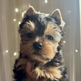 Yorkshire Terrier Puppies from Crystal Garden Yorkies