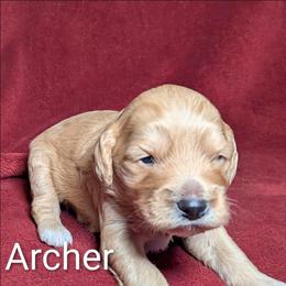 Archer - Golden male Cockapoo puppy in Sunset, Louisiana from Cano Cockapoos