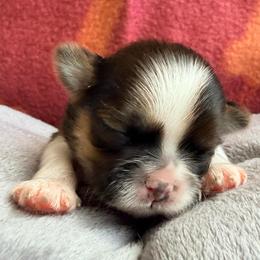 Will - Gold and white male Shih Tzu puppy in Hemet, California from Aloha Shih Tzu