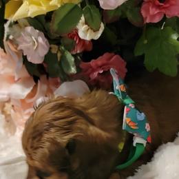 Dachshund Puppies from CLARK'S BREEDING PROGRAM