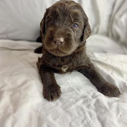 Labradoodle Puppies from Molly’s Doodles