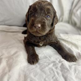 Labradoodle Puppies from Molly’s Doodles