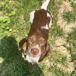Dachshunds from Foothills Mini Doxies
