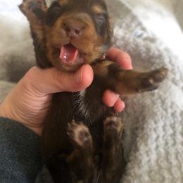 Dachshund Puppies from Shiloh Ridge Dachshunds