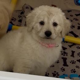 Candy - Cream female Goldendoodle puppy in Pensacola, Florida from Goldendoodles Love You in Pensacola Friend Edition