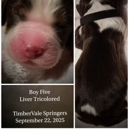 Boy 5 - male English Springer Spaniel puppy in Silverdale, Washington from TimberVale Springers