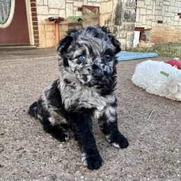 Merle Girl - Mudi puppy from Graves Farm Mudi