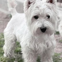 Boone - West Highland White Terrier