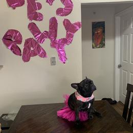 Tata - French Bulldog