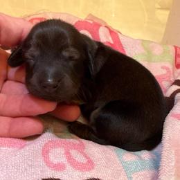 Hearts - Red female Dachshund puppy in Las Vegas, Nevada from Desert Dachshunds