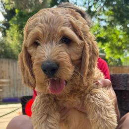 Jar Jar - Apricot male Goldendoodle puppy in Golden, Colorado from Golden Mesa Doodles