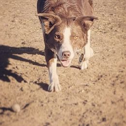 Border Collies from Wilson Stockdogs