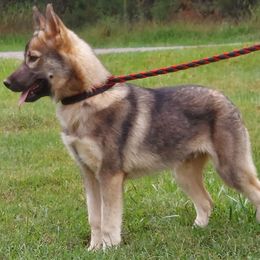 Omen - Siberian Husky