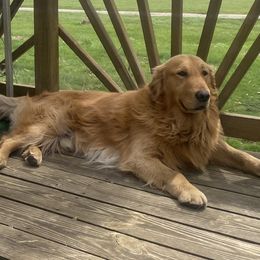 Golden Retriever puppies from Precious Golden's