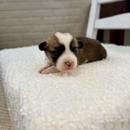 Taffy - Red female Pembroke Welsh Corgi puppy in Payson, Utah from Spring Creek Aussies + Corgis