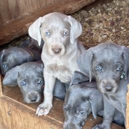 Girl 4 - female Weimaraner puppy in Pelzer, South Carolina from Weimaraners of South Carolina