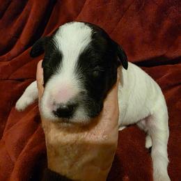 Joy - Parti female Labradoodle puppy in Churchill County Fallon, Nevada from Card Family Ranch