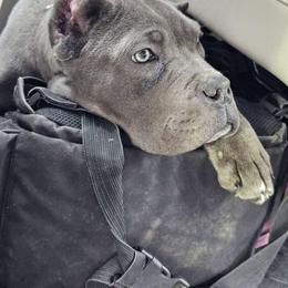 Abbie - Gray Cane Corso puppy in Roachdale, Indiana from Cast Iron Kennels