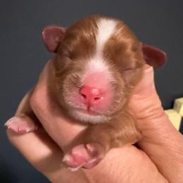 Ruby boy - Ruby male Cavalier King Charles Spaniel puppy in Queen Creek, Arizona from Andresen's Cavaliers