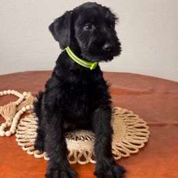 Green - Black Female - Black female Giant Schnauzer puppy in St George, Utah from Schnauzer Ranch