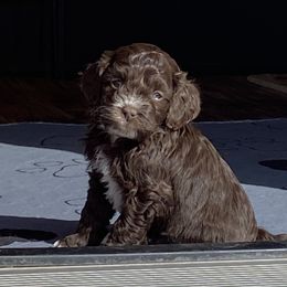 Boy 1 - Brown and white Cockapoo puppy in Rigby, Idaho from Elkington Family Farms LLC