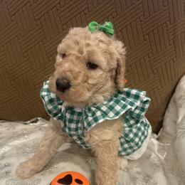 Pearl - Apricot female Poodle puppy in Mobile, Alabama from Semmy’s Standard Poodle LLC