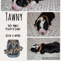 Tawny - Black and tan male Pembroke Welsh Corgi puppy in Poteau, Oklahoma from Half-Pint Corgis