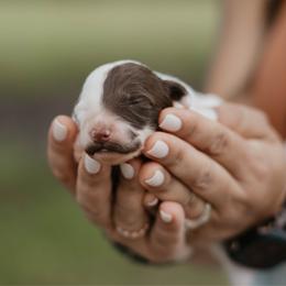 Hope - Brown and white female Aussiedoodle puppy in Lake City, Florida from North Florida Poodles and Doodles