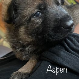 German Shepherd Puppies from Platzhirsch German Shepards