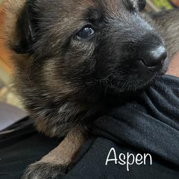 German Shepherd Puppies from Platzhirsch German Shepards