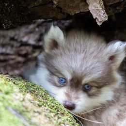 Io - Red and white female Pomsky puppy in Moultonborough, New Hampshire from Foxfire Arctic Spitz