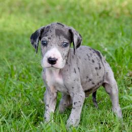 Merle mantle show marked - Mantle merle male Great Dane puppy in Golconda, Illinois from Breken Great Danes