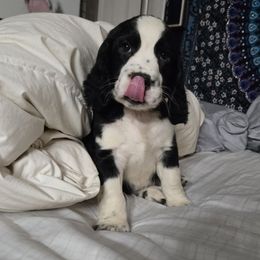 Buzz - Black and white male English Springer Spaniel puppy in Terre Haute, Indiana from Muddy River Springers