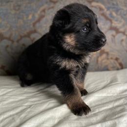 White collar girl - Black and red female German Shepherd puppy in Coleta, Illinois from Four Leaf Farm- Vom Vierblättriges Bauernhof