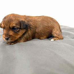 Jax - Gold male Yorkshire Terrier puppy in Carencro, Louisiana from Ledet’s Yorkies